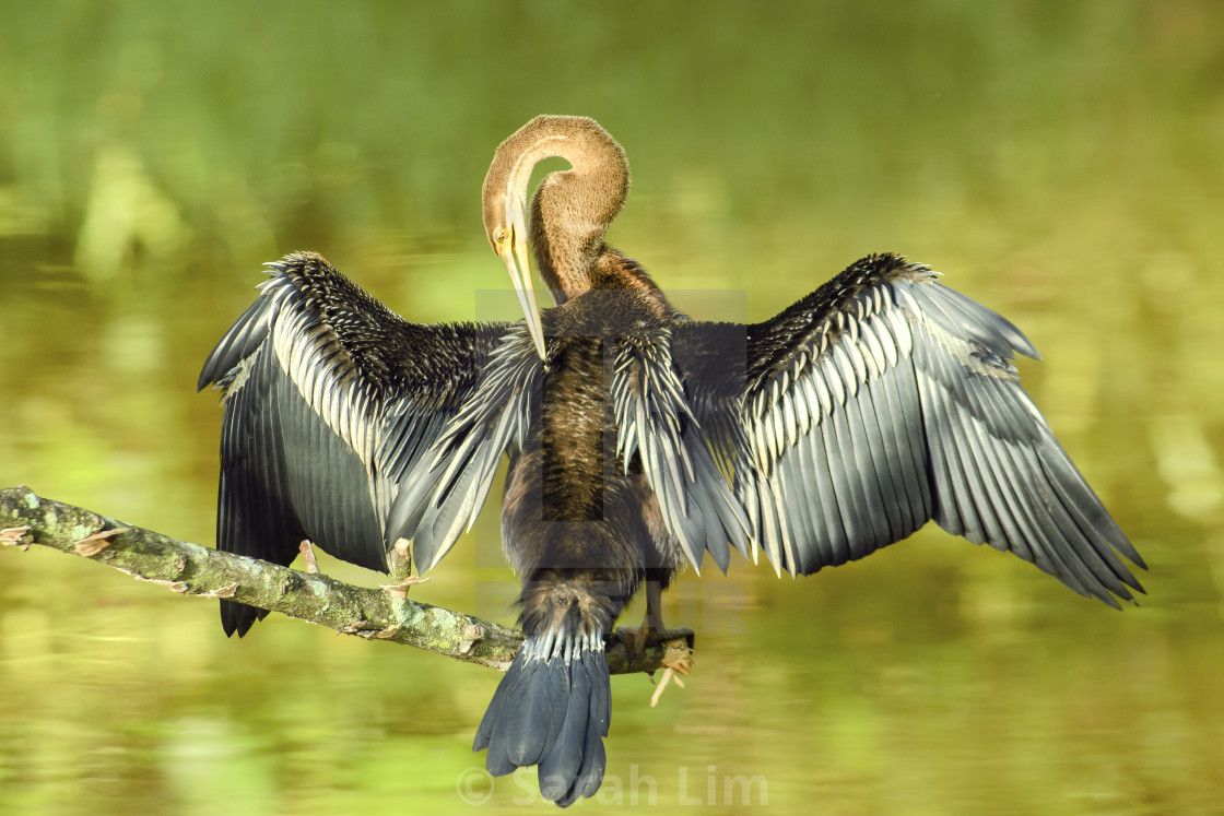 "Orientsal Darter" stock image