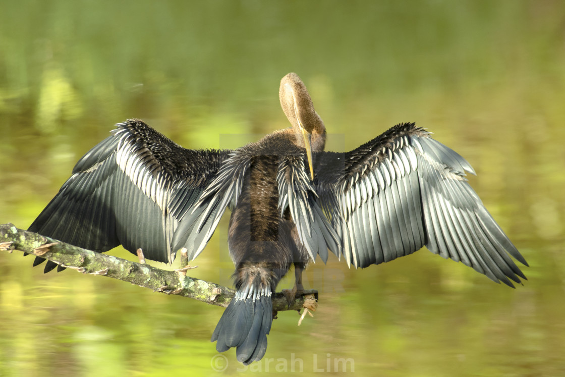 "Oriental Darter" stock image