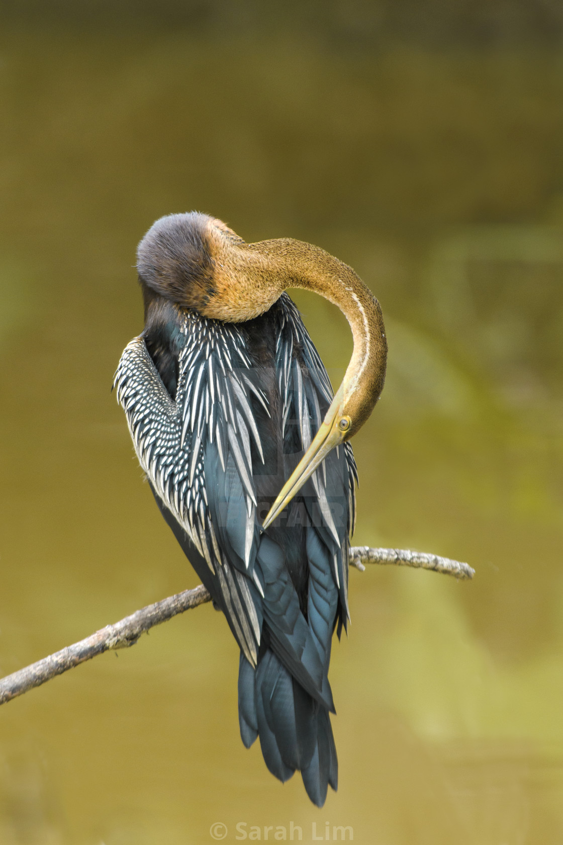 "Oriental Darter" stock image