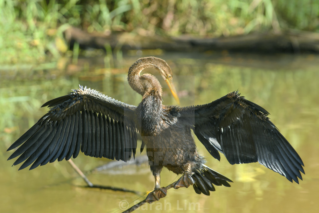 "Oriental Darter" stock image