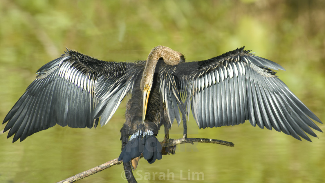 "Oriental Darter" stock image