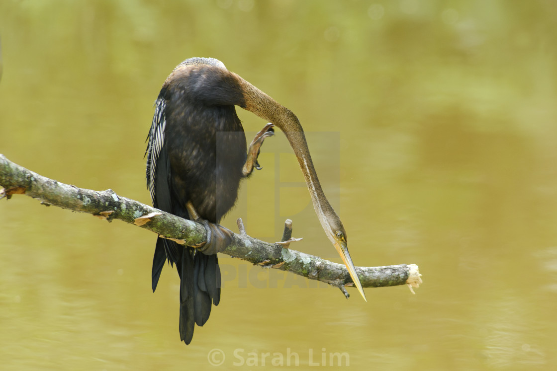 "Oriental Darter" stock image