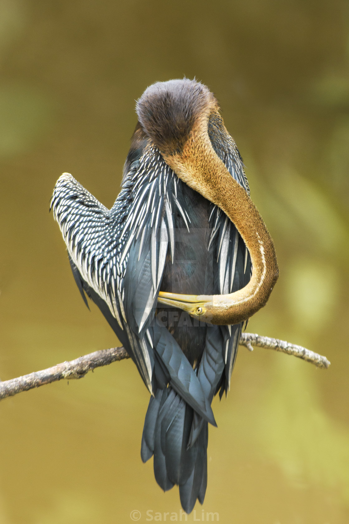 "Oriental Darter" stock image