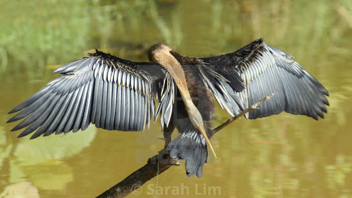 "Oriental Darter" stock image