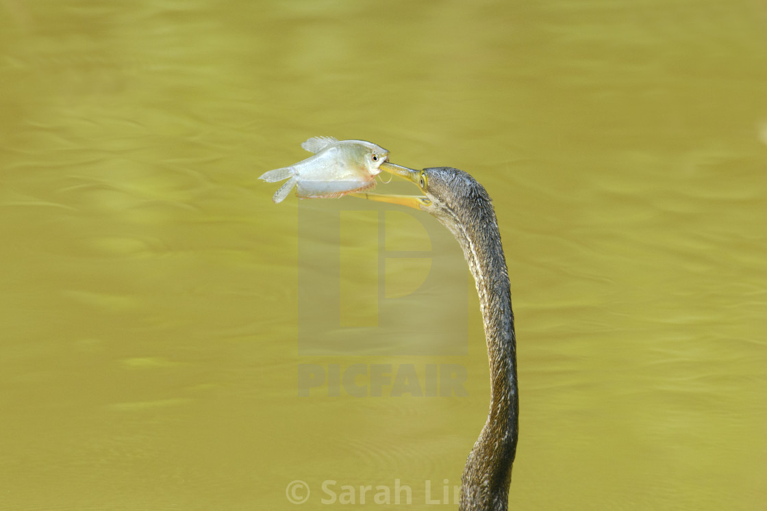 "Oriental Darter" stock image