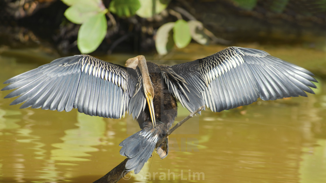 "Oriental Darter" stock image