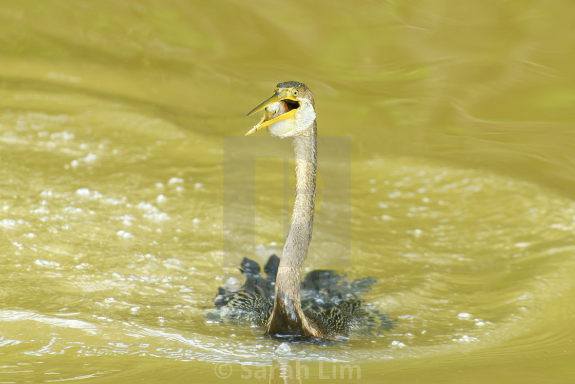 "Oriental Darter" stock image