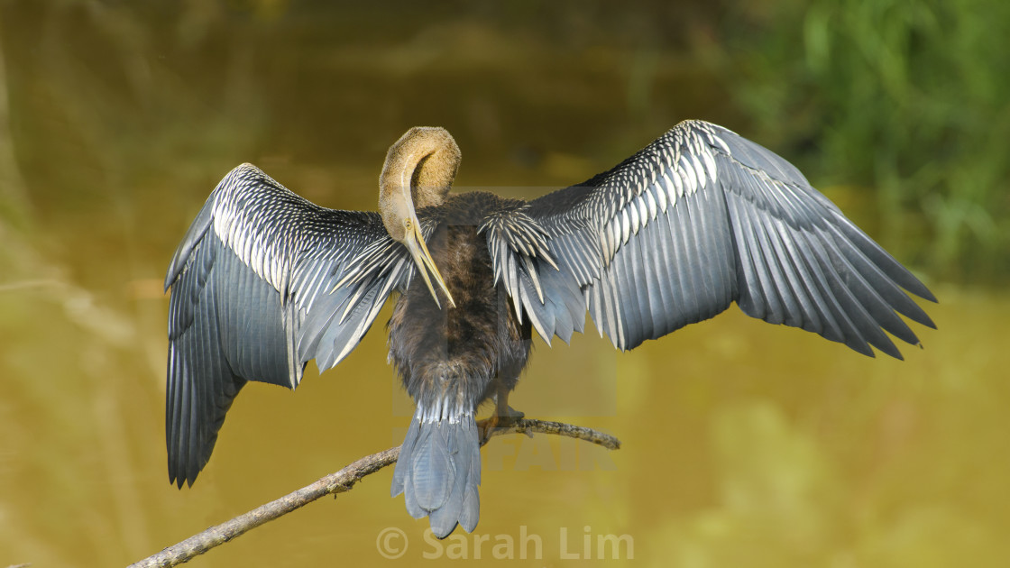 "Oriental Darter" stock image