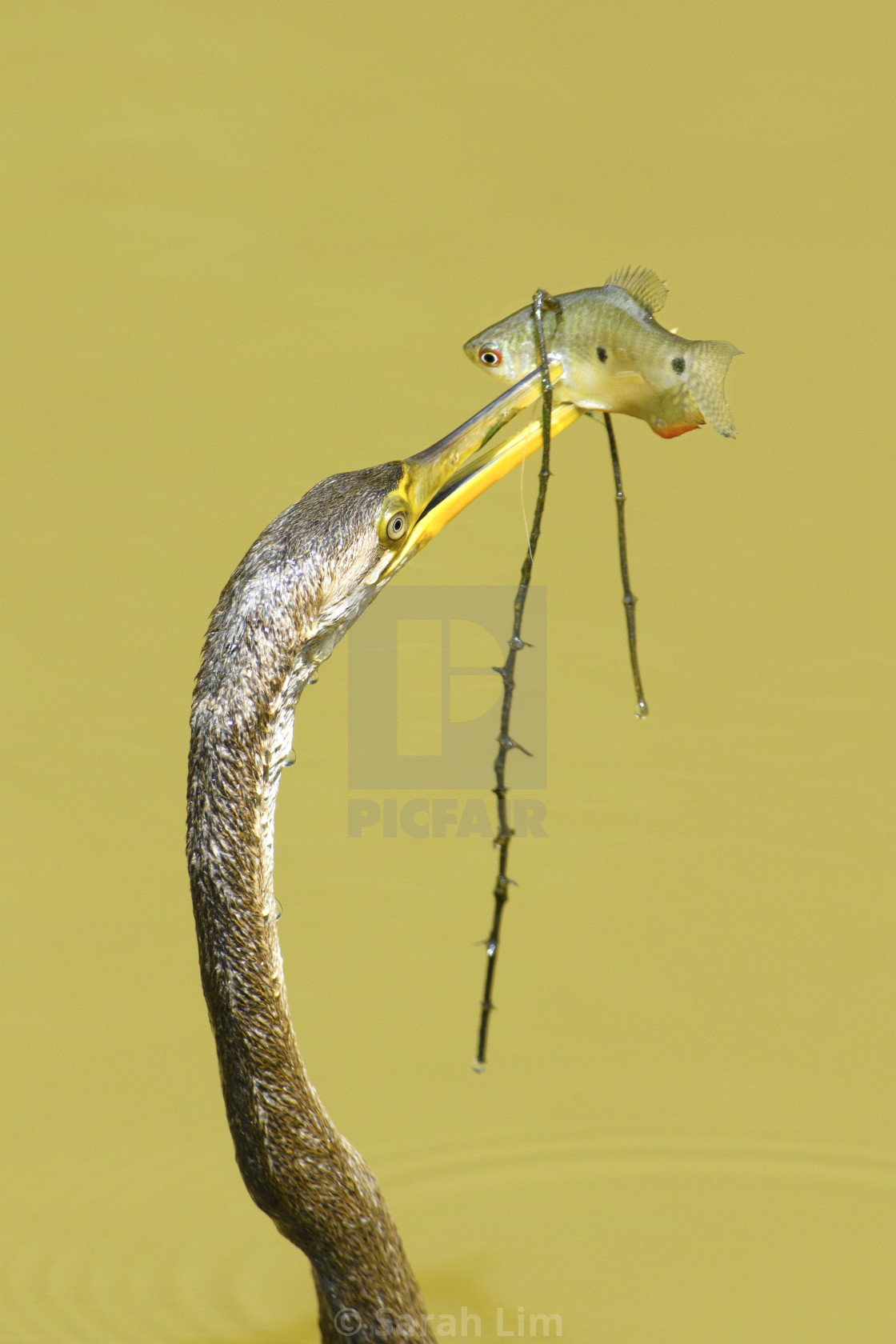 "Oriental Darter" stock image