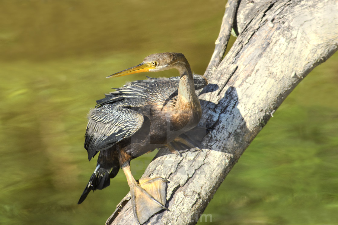 "Oriental Darter" stock image