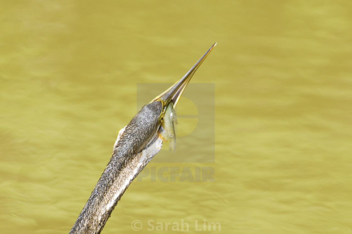 "Oriental Darter" stock image