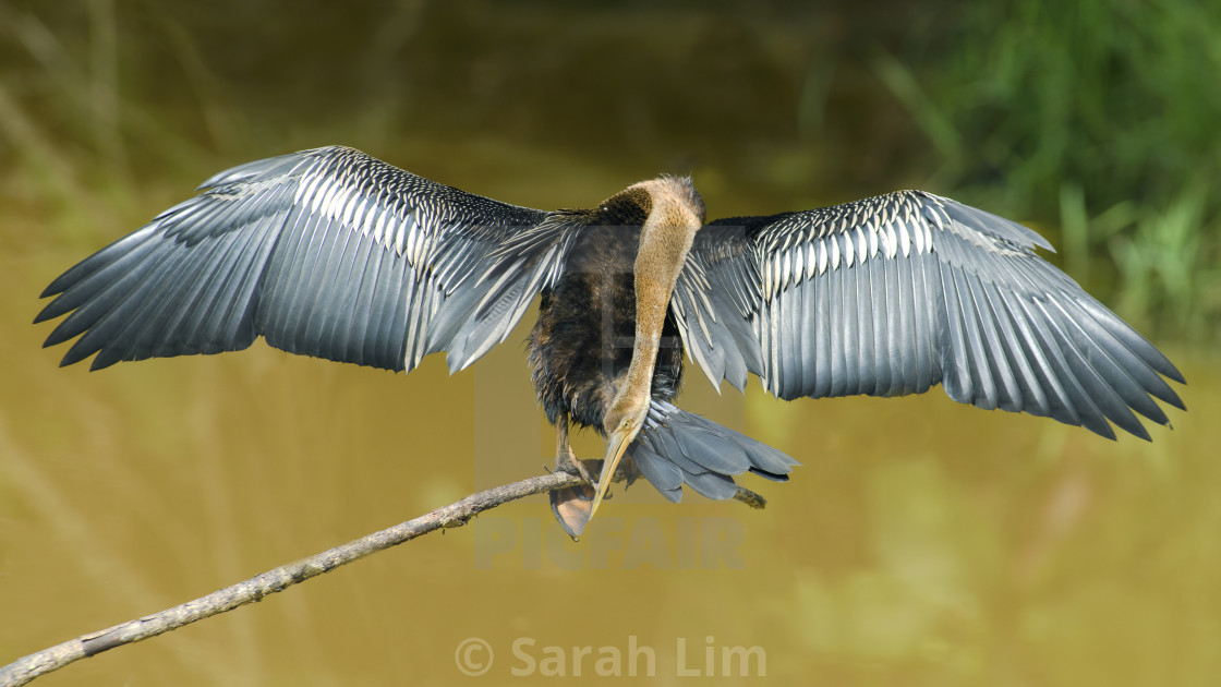 "Oriental Darter" stock image