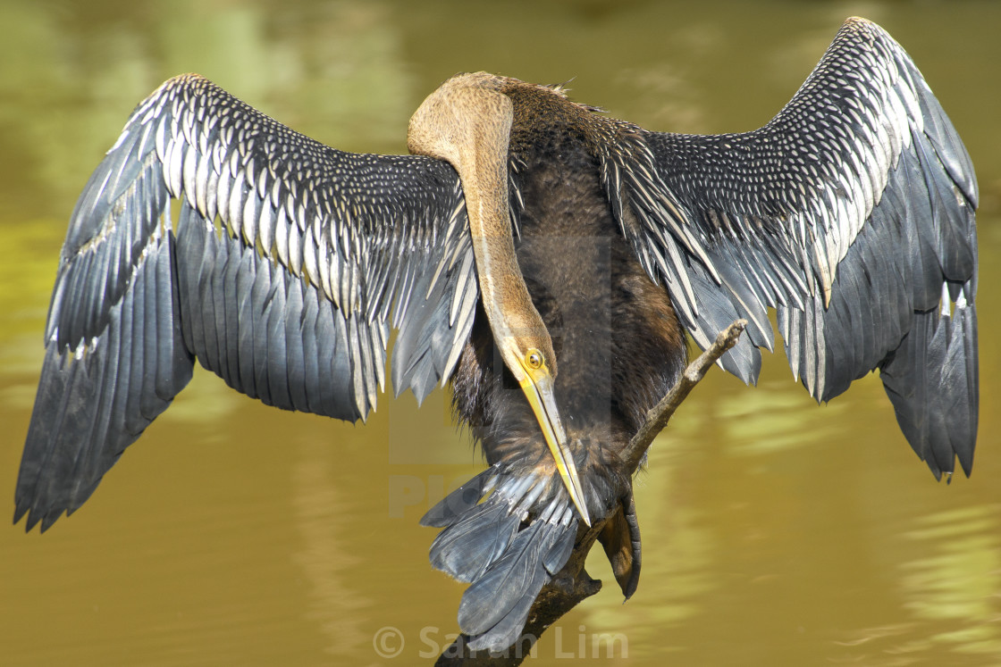 "Oriental Darter" stock image