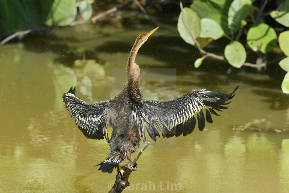 "Oriental Darter" stock image