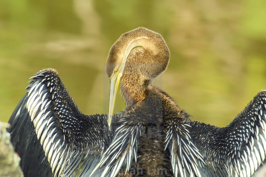 "Oriental Darter" stock image