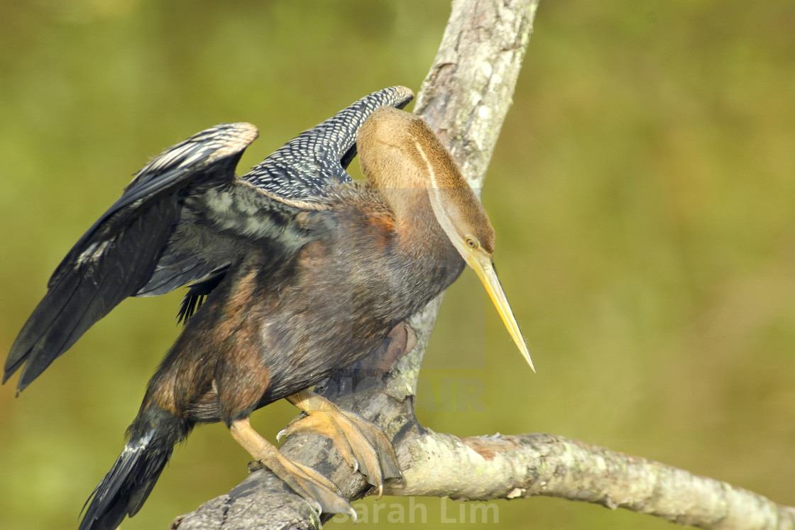 "Oriental Darter" stock image