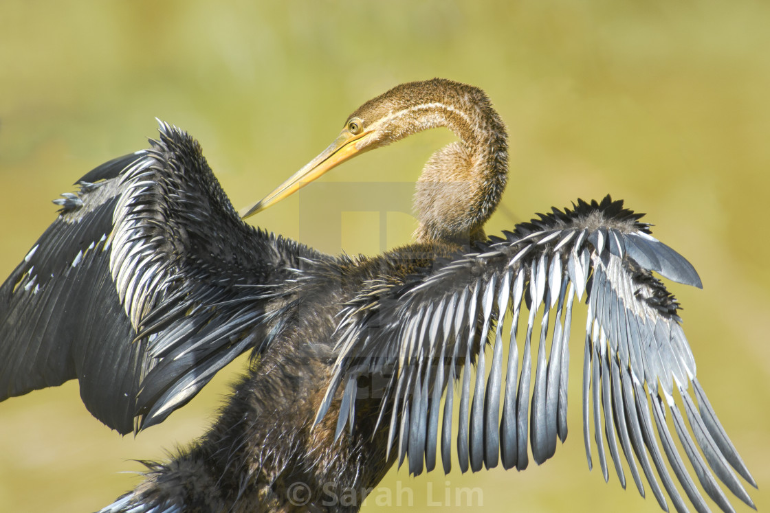 "Oriental Darter" stock image