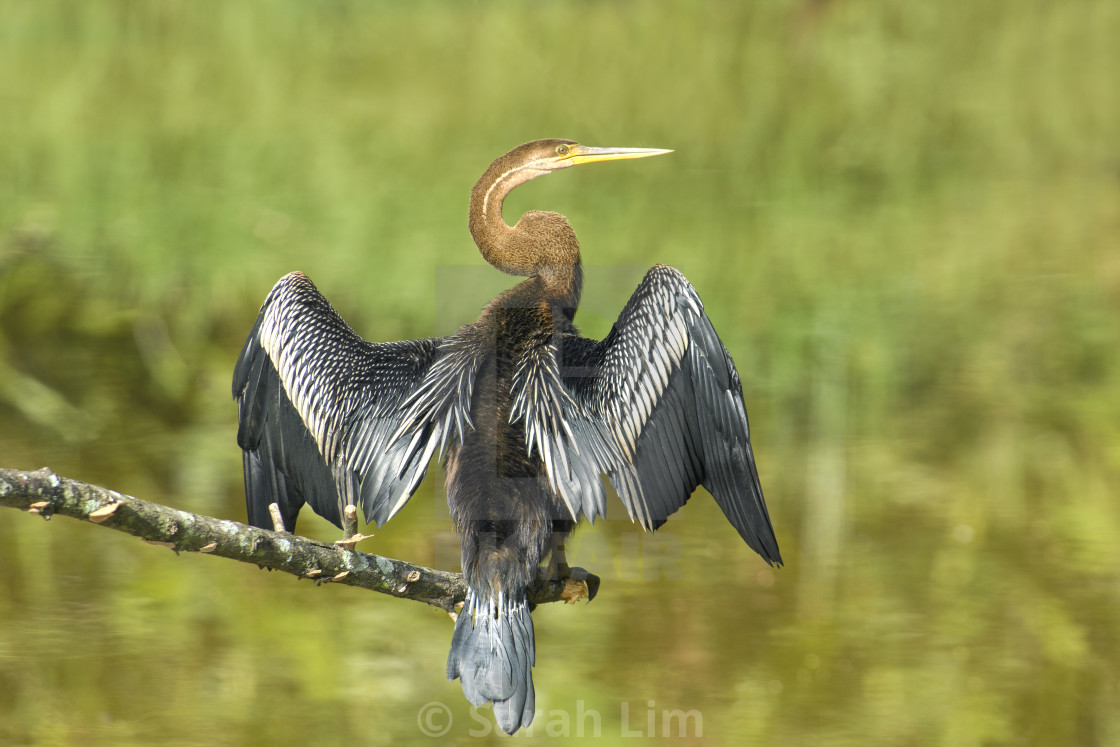 "Oriental Darter" stock image