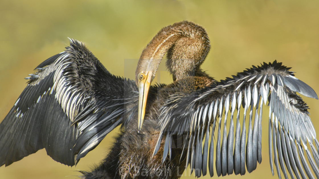 "Oriental Darter" stock image