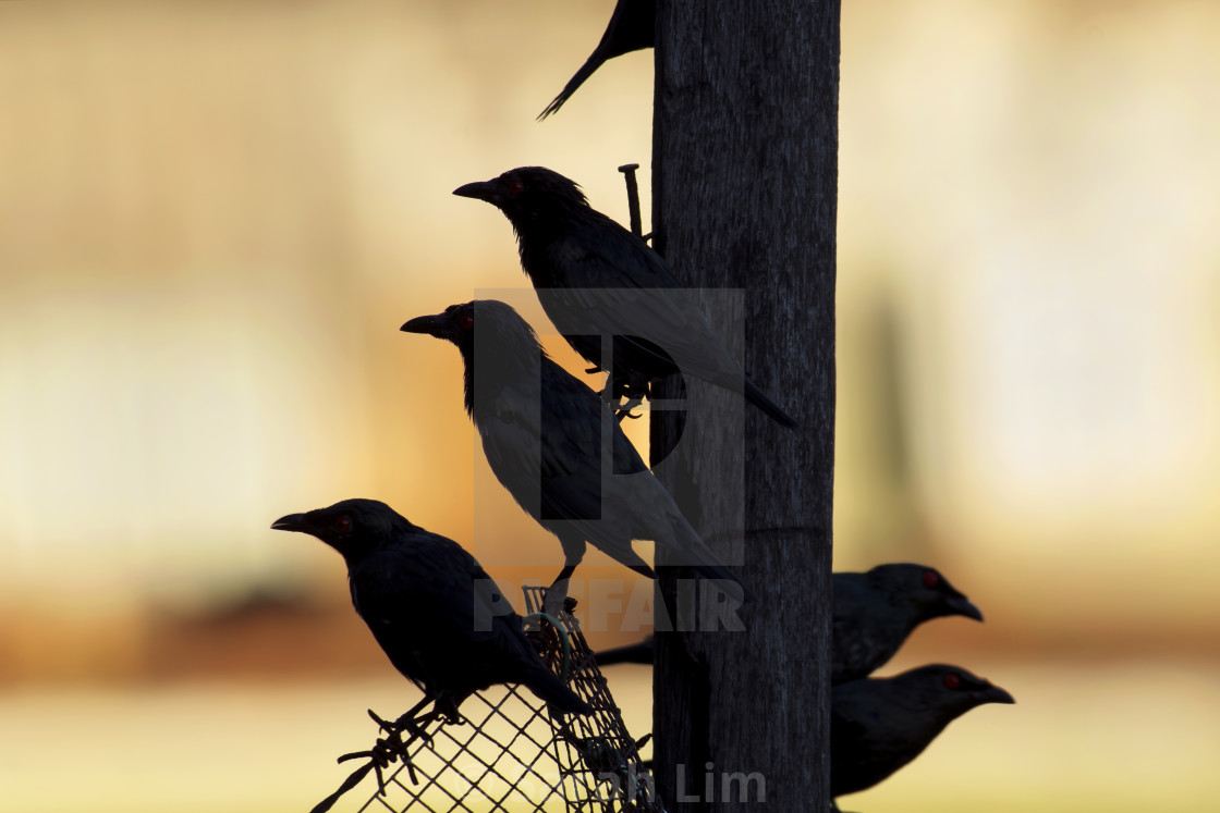 "Gathering at sunset" stock image