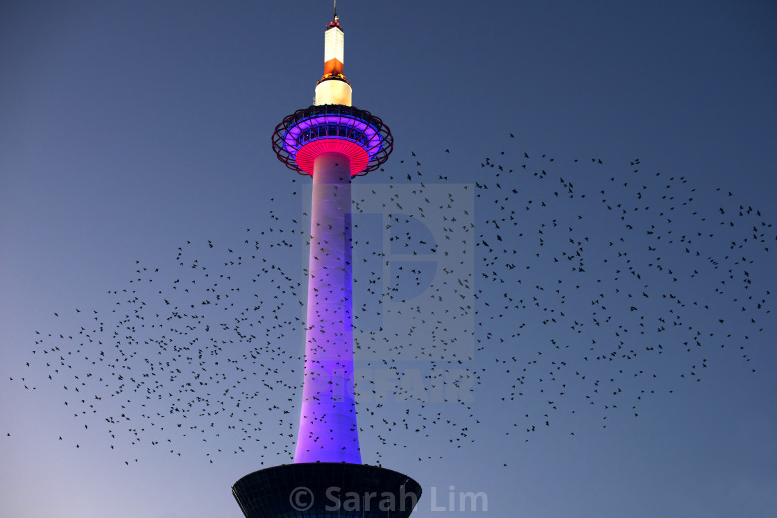 "Kyoto birds" stock image