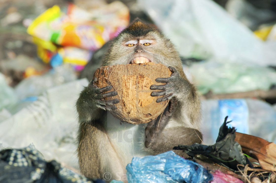 "Coconut for breakfast" stock image