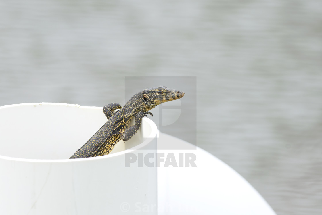 "Young Monitor" stock image