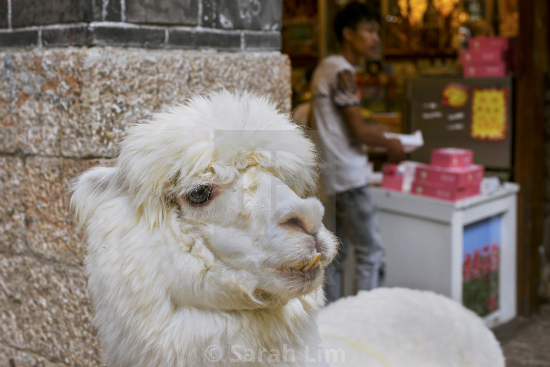 "Lijang Alpaca" stock image