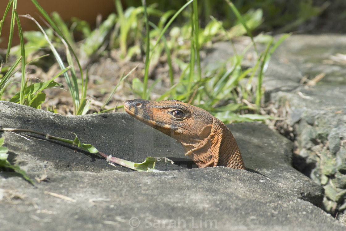 "Venturing out" stock image