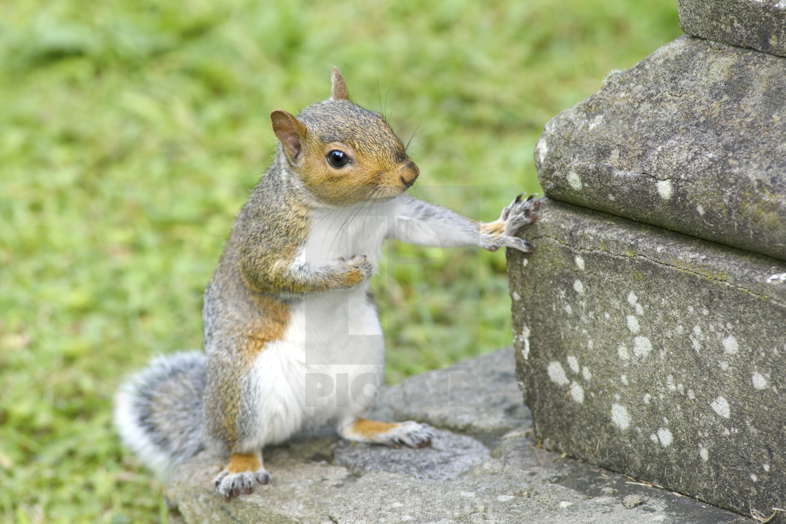 "Taking a rest" stock image