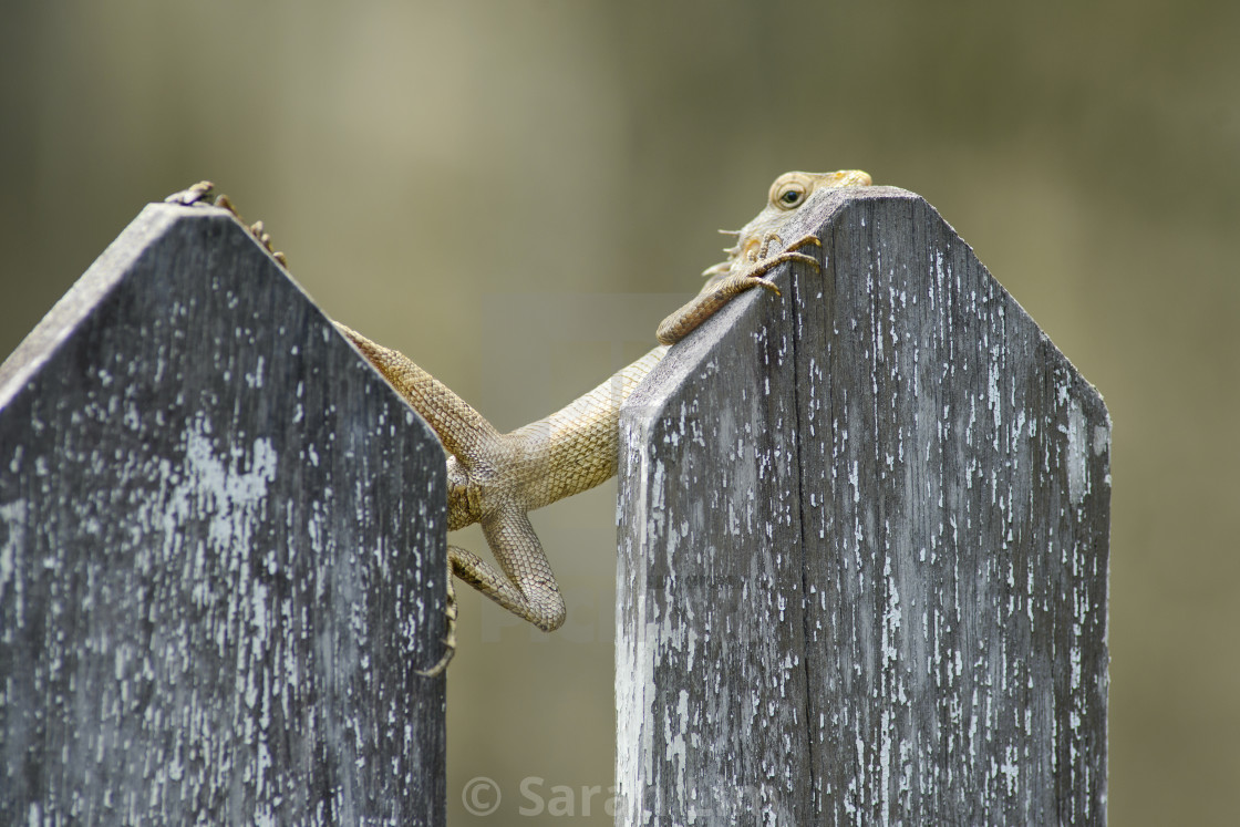 "Clinging on" stock image