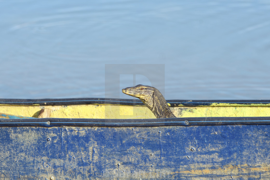 "Lizard in a boat" stock image