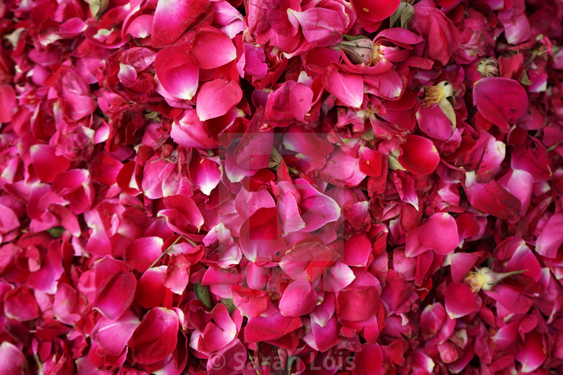 Red Rose Petals In Rawalpindi Bazaar Pakistan License Download Or Print For 7 00 Photos Picfair