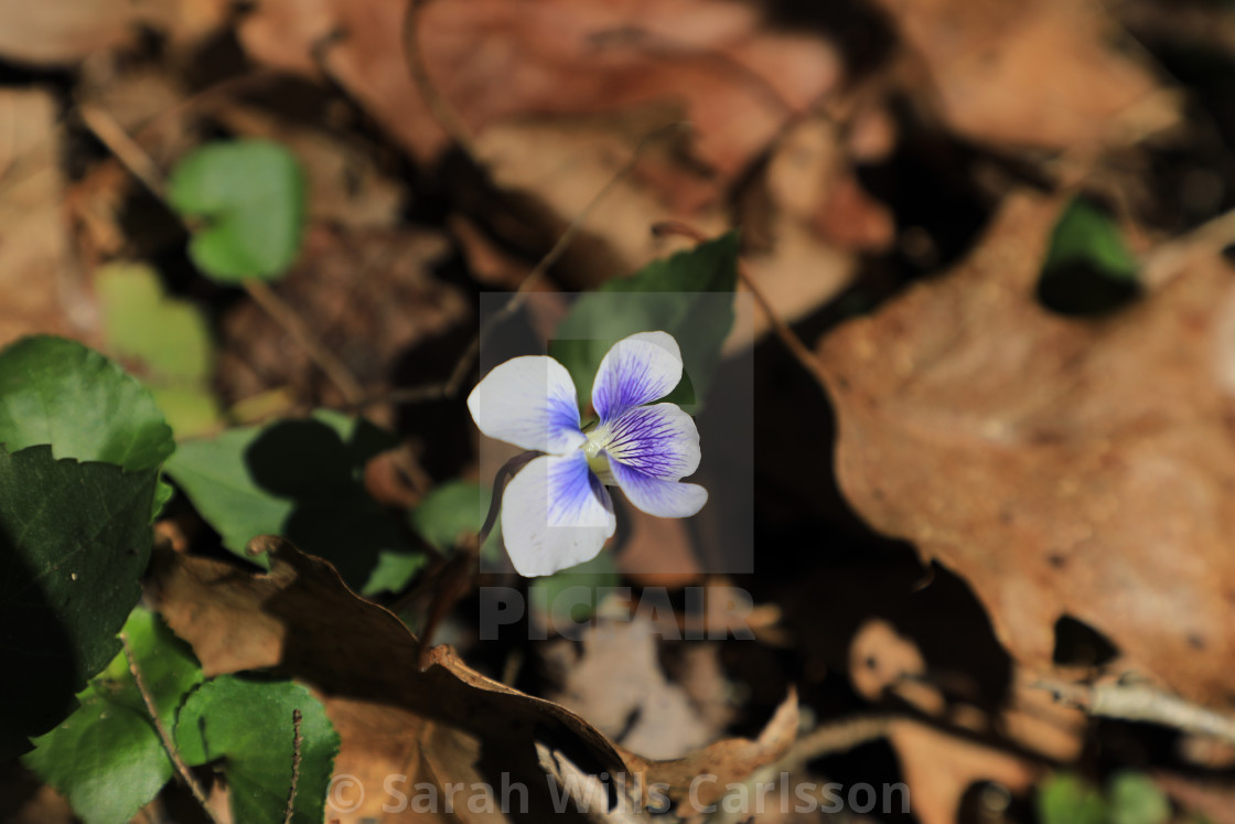 "Violet in the Smokies" stock image