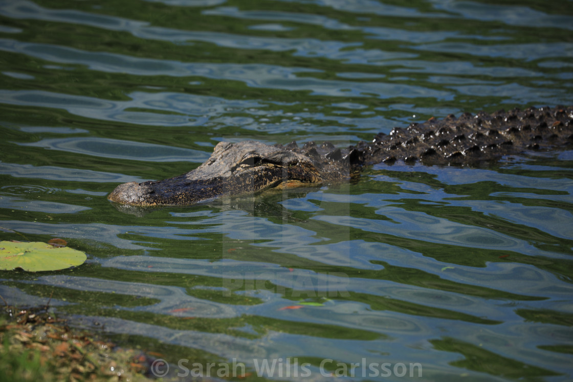 "Alligator Swimming in Pond" stock image