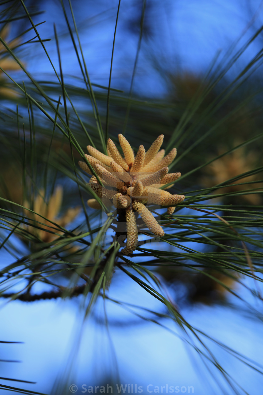 "Loblolly Pine Spring Growth" stock image