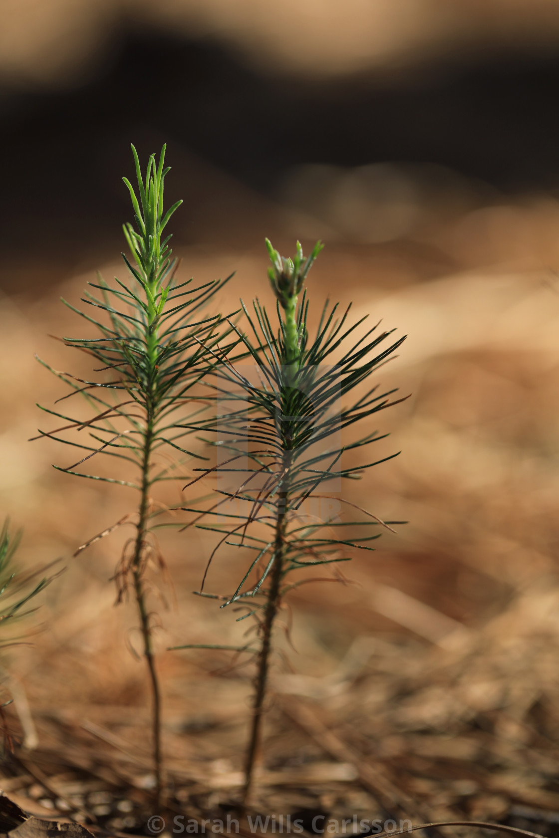 "Loblolly Pine Saplings" stock image