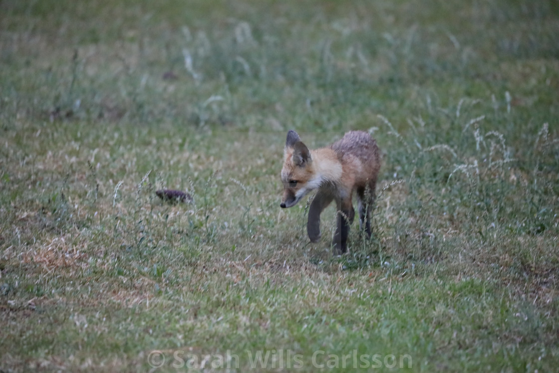 "Fox in a Carolina Garden" stock image