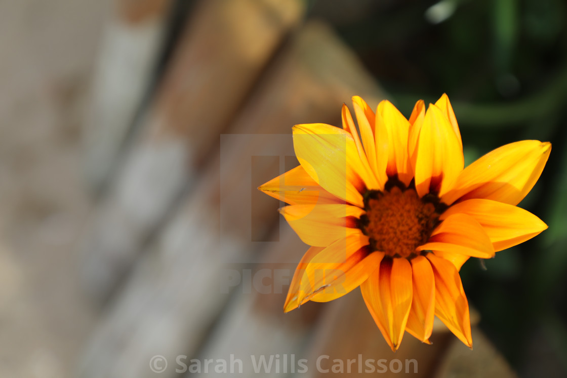 "A bright and happy flower" stock image