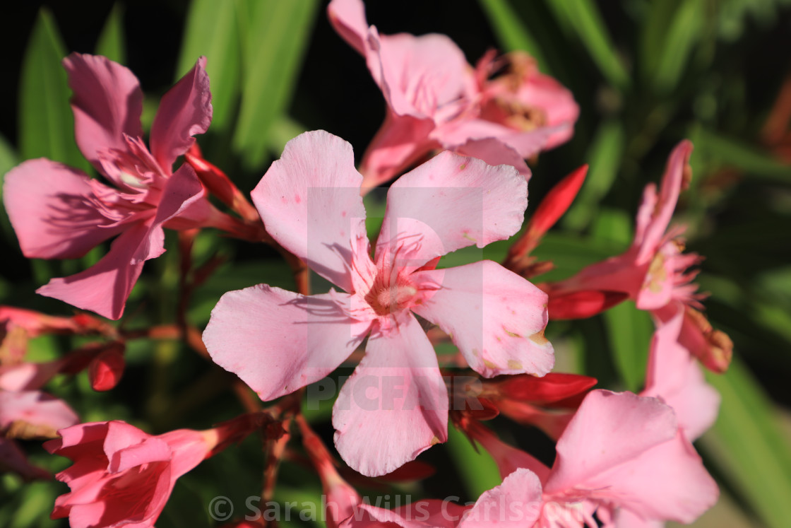 "Spring Flowers in Charleston" stock image