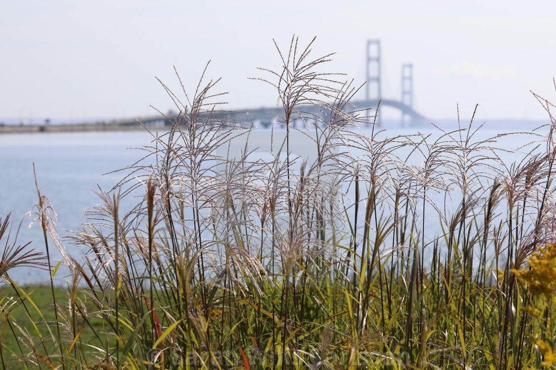 "Grass with Mackinac Bridge in Background" stock image