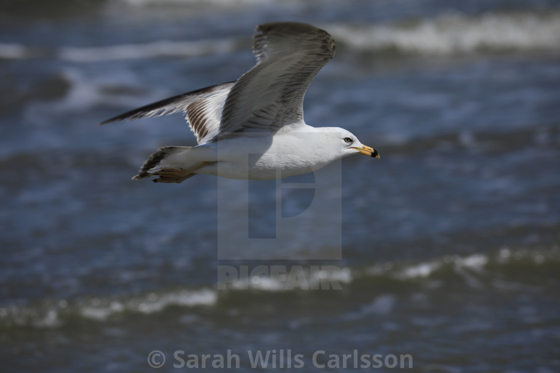 "Seagull in Flight" stock image