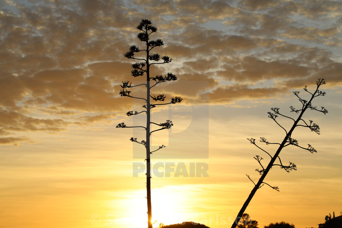 "Algarve Sunset" stock image