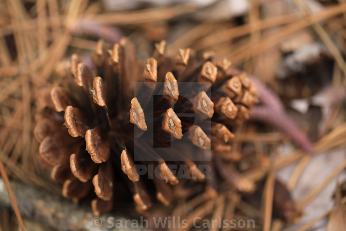 "Loblolly Pinecone" stock image