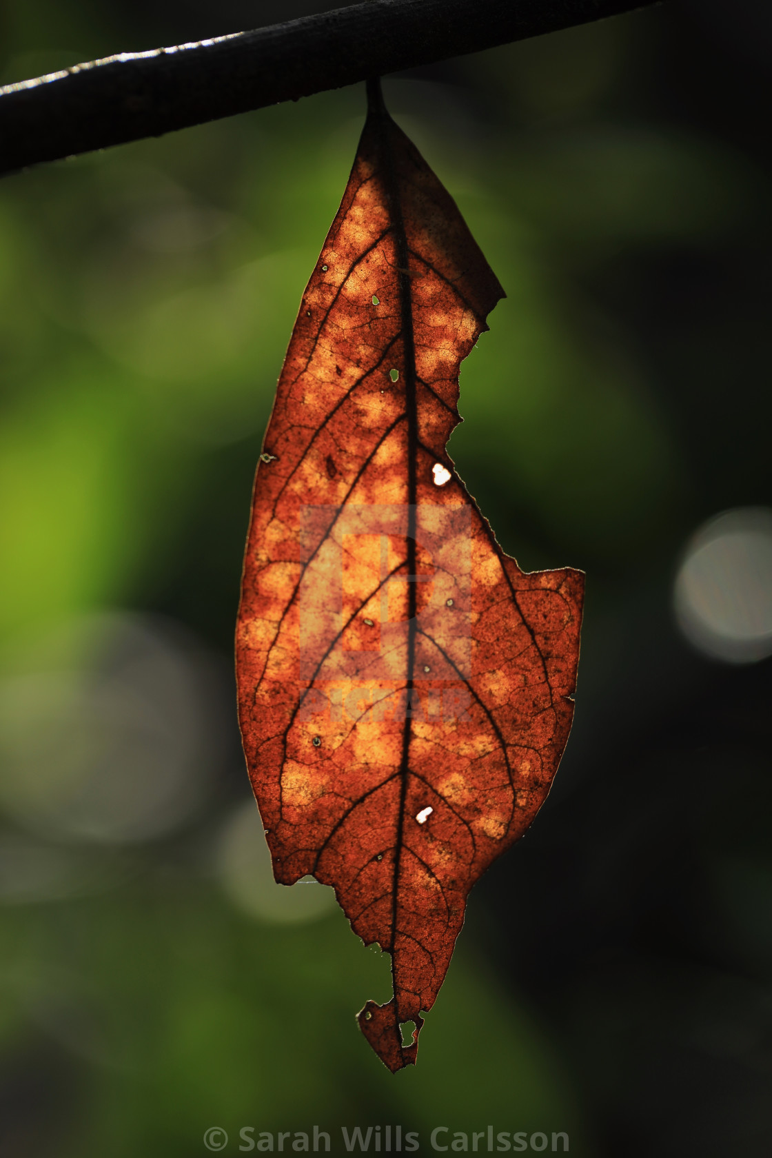 "Leaf in Sunlight" stock image