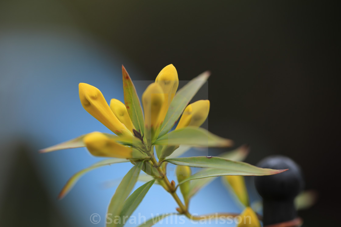 "Flowers Budding in Springtime" stock image