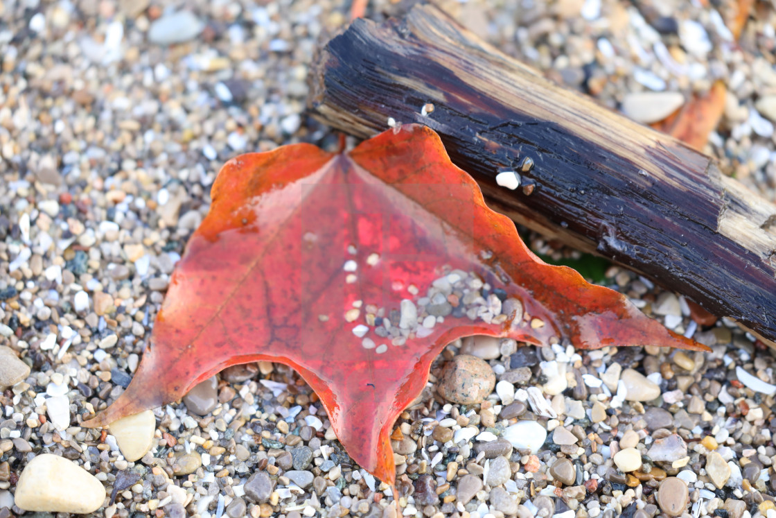 "Autumn Leaf in Lake Michigan" stock image