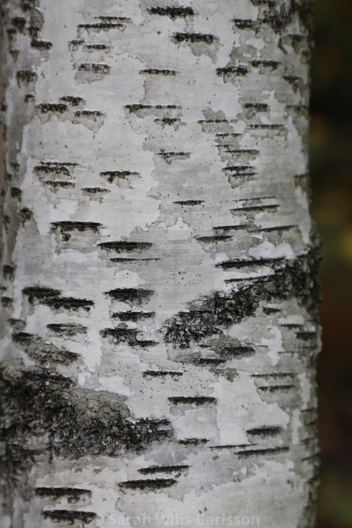 "Birch Bark Close-up" stock image