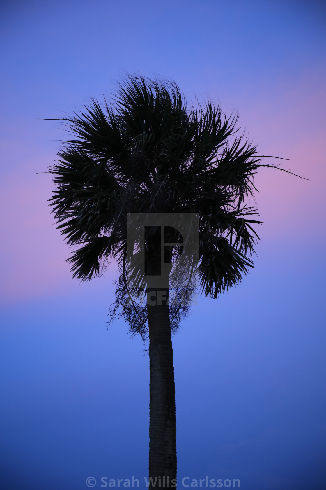 "Palmetto Sunset" stock image