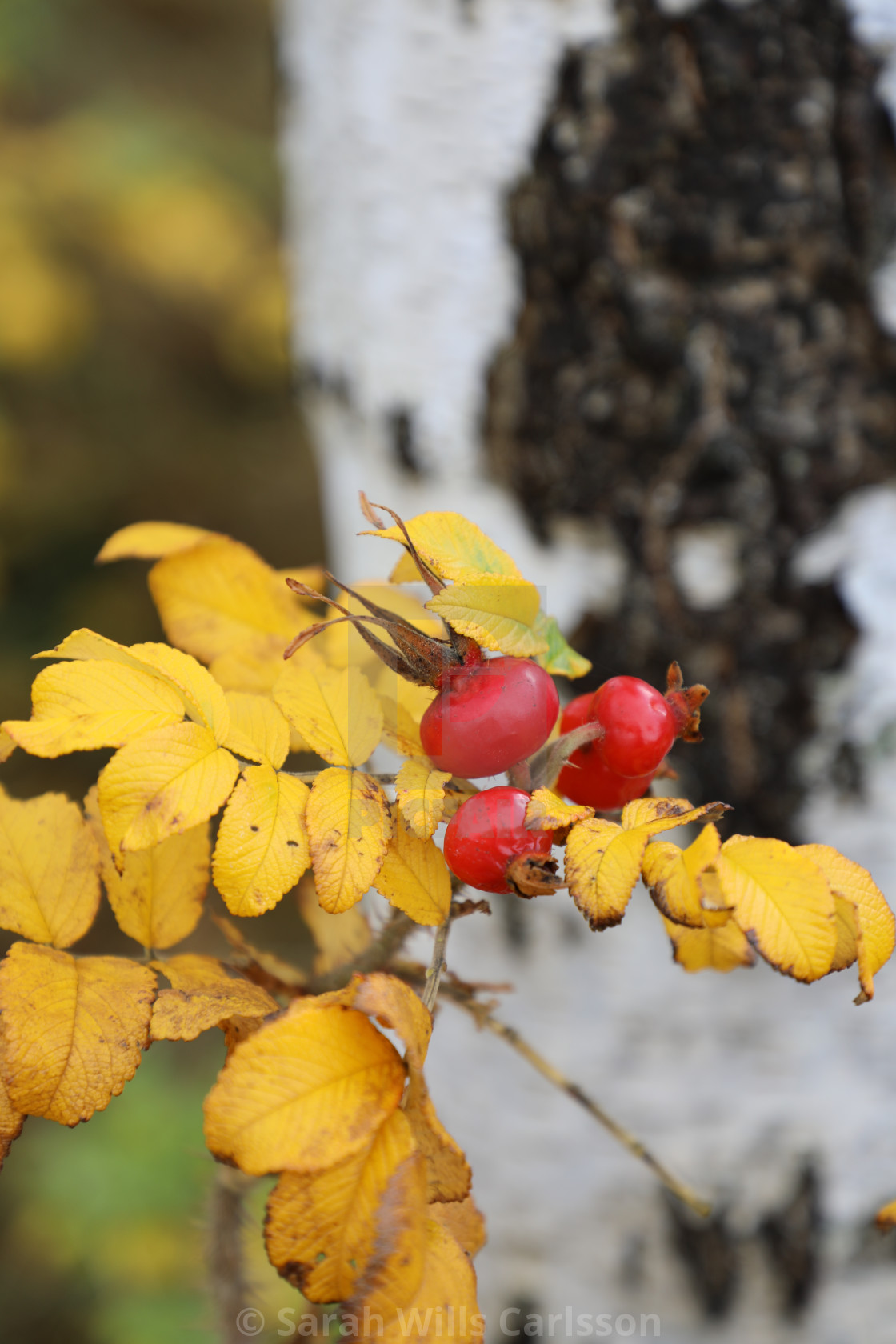 "Autumn Rose Hips and Birch" stock image